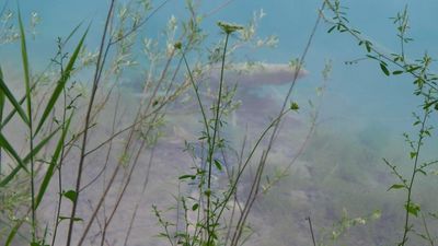 Reunion 2014 Green Lakes S.P.
Green Lakes flora by Abrams
